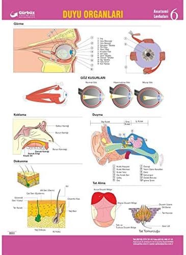 Duyu Organlarımız 70x100
